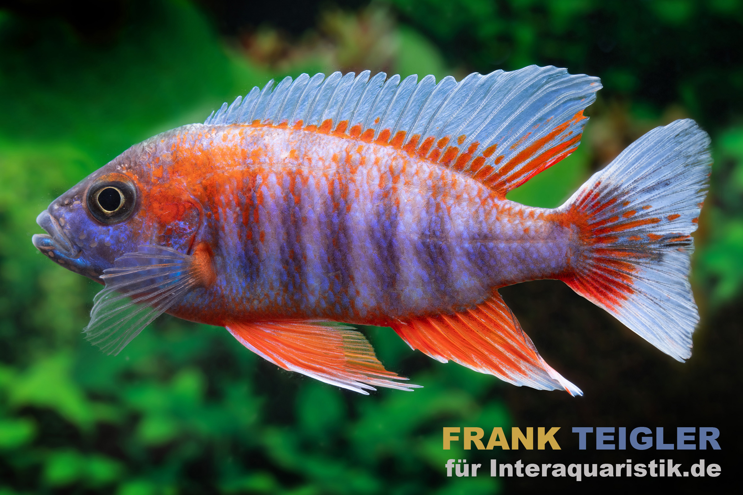 Rot-blauer Buntbarsch im Aquarium Farbiger Buntbarsch mit roten und blauen Flossen